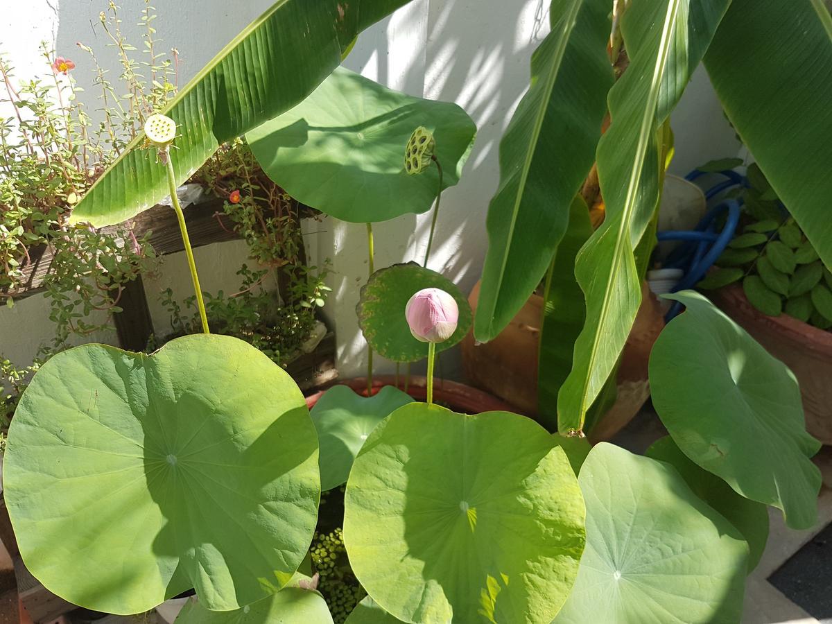 La La House Homestay Nha Trang Eksteriør billede